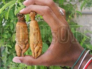 Tibetan ginseng